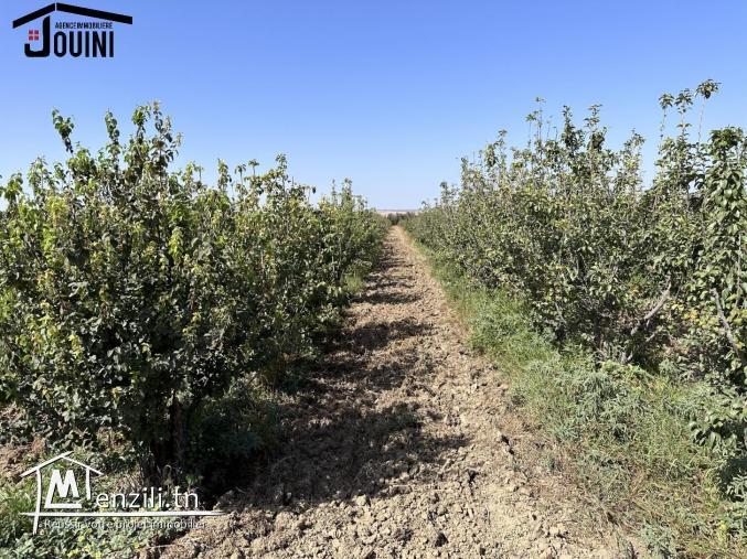 Ferme Productive 15 Hectares A Tebourba