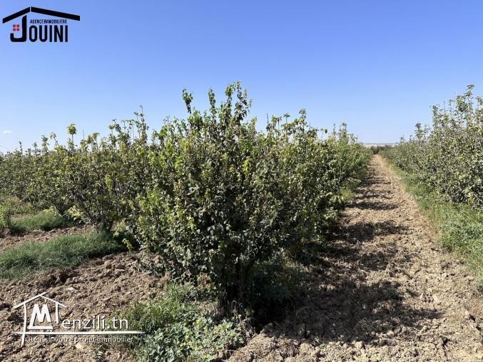 Ferme Productive 15 Hectares A Tebourba