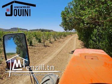 Ferme Productive 15 Hectares A Tebourba