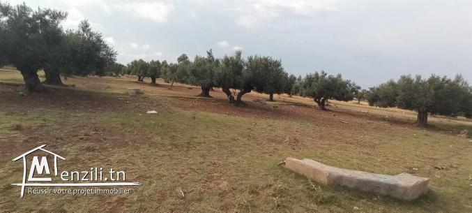 Terrain à vendre à Ksibet mediouni (508m²) --> A ne pas rater !