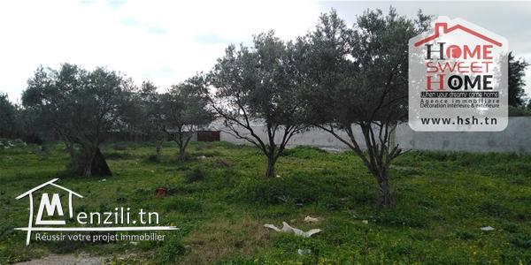 Terrain EL Yakouta à Vendre à La Soukra