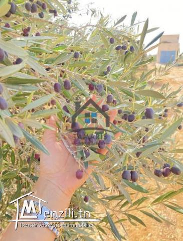 Une grande ferme à vendre