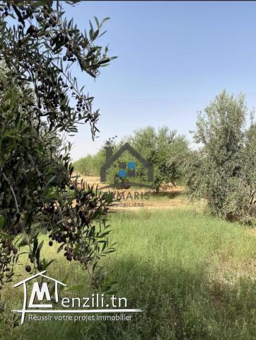 Une grande ferme à vendre