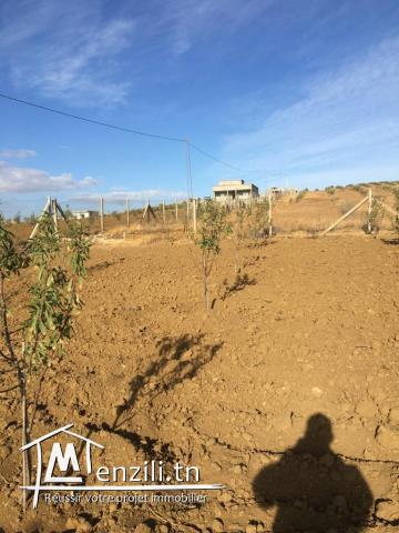 Terrain Morneg ksibi 60TDN>>m2