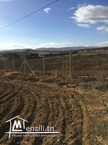 Terrain Morneg ksibi 60TDN>>m2