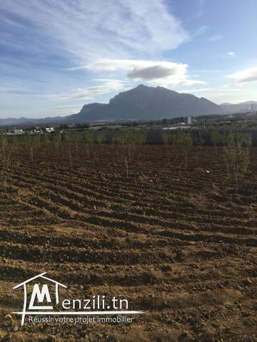 Terrain Morneg ksibi 60TDN>>m2