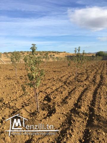 Terrain Morneg ksibi 60TDN>>m2