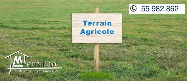 A Vendre Terrain Agricole à Sidi Jedidi, Hammamet Sud