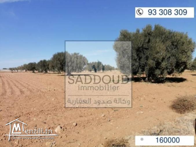 33 oliviers  à vendre à route gabes km 13