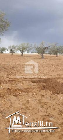 A vendre 6 Lots agriculture situé à Sidi-Bouali sousse