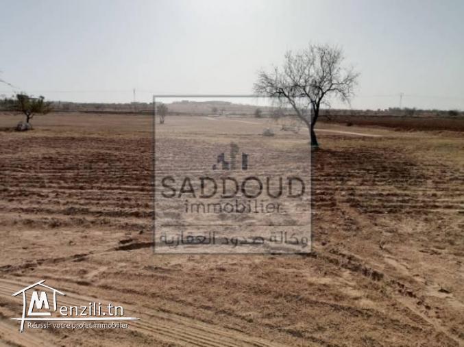 Terrain route  Menzel Chaker Km17