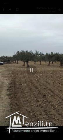 أرض فلاحية مشجرة زيتون