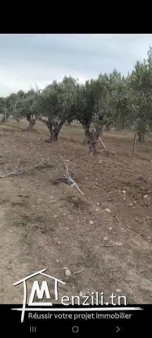 أرض فلاحية مشجرة زيتون