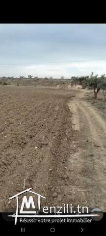 أرض فلاحية مشجرة زيتون