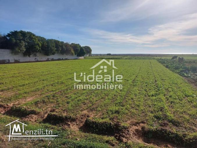 Terrain Manel El Maamoura