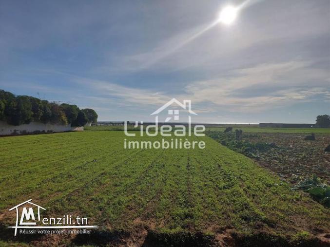 Terrain Manel El Maamoura