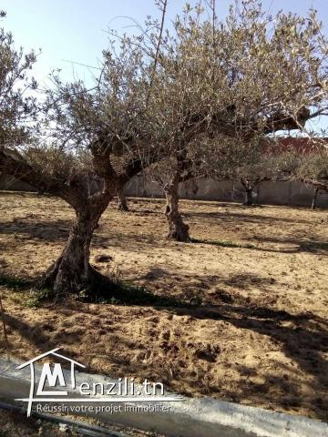 Terrain à vendre à Soukra - قطعة ارض للبيع في سكرة
