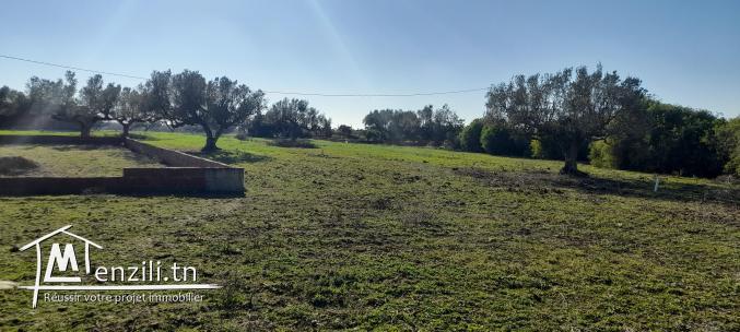 ارض للبيع بقليبية نابل مساحتها 298² م