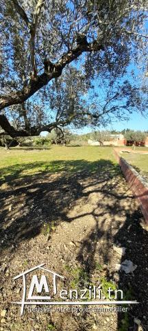 ارض للبيع بقليبية نابل مساحتها 298² م