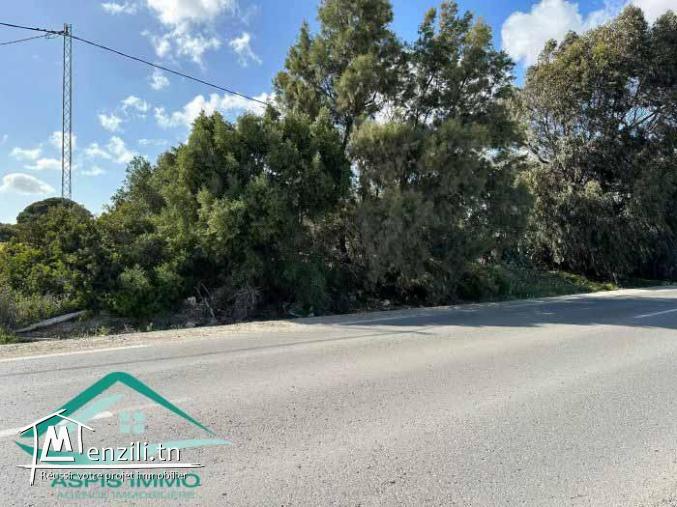 VT811Terrain 1000 m² à kelibia sur la route principale Kelibia Hawaria