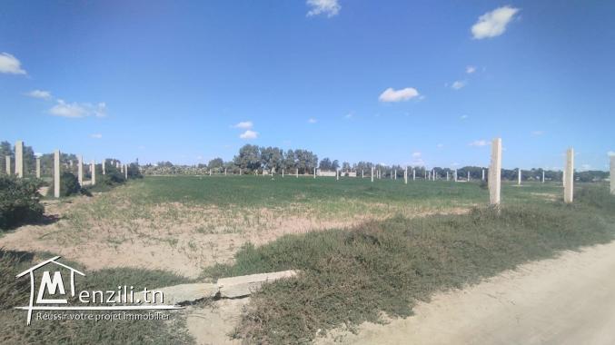 Vente d'un terrain agricole à El Maamoura