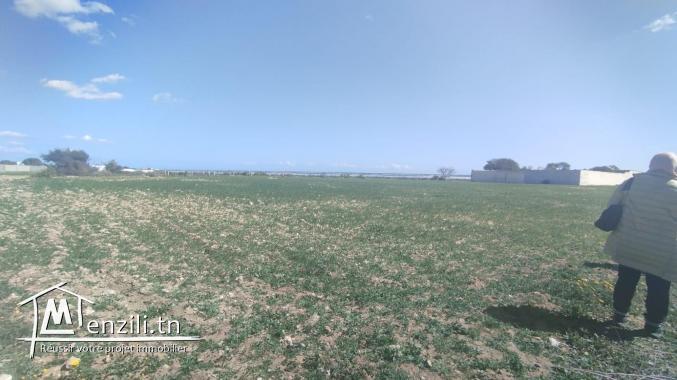 Vente d'un terrain agricole à El Maamoura