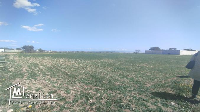 Vente d'un terrain agricole à El Maamoura