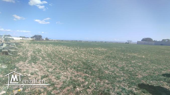 Vente d'un terrain agricole à El Maamoura