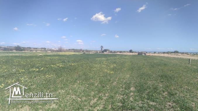 Vente de deux terrains constructifs à El Maamoura de 445m² et 444m²