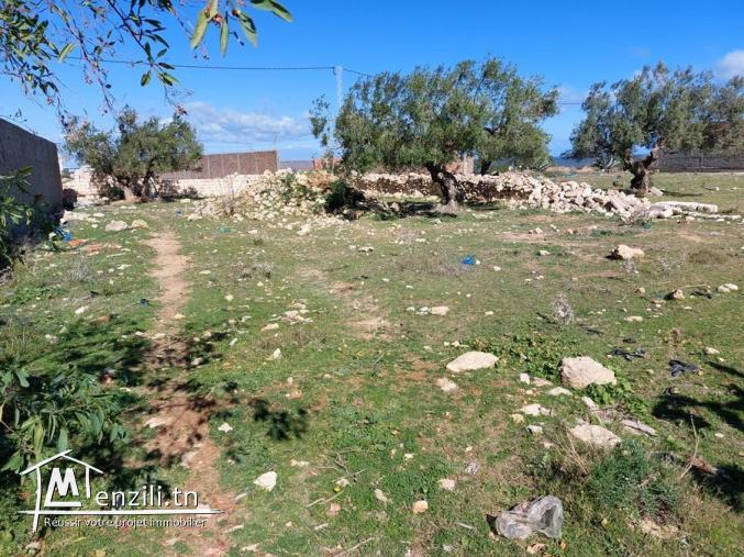 Terrain à vendre à Téboulba (الشراقي)