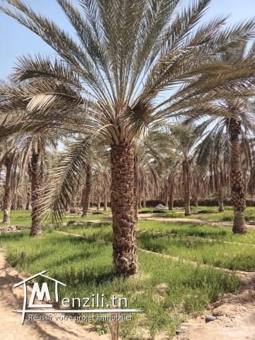 سانية دقلة النور للبيع في دوز