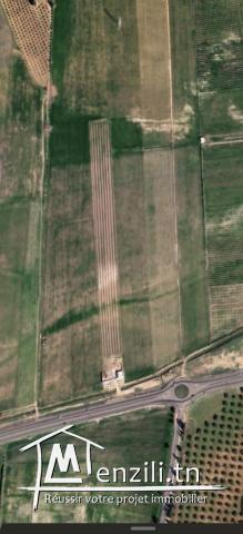 Terrain agricole de 6 hectares a zaghouan