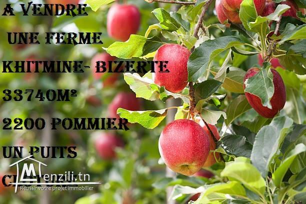 A vendre une ferme a tsela Khitmine  Bizert