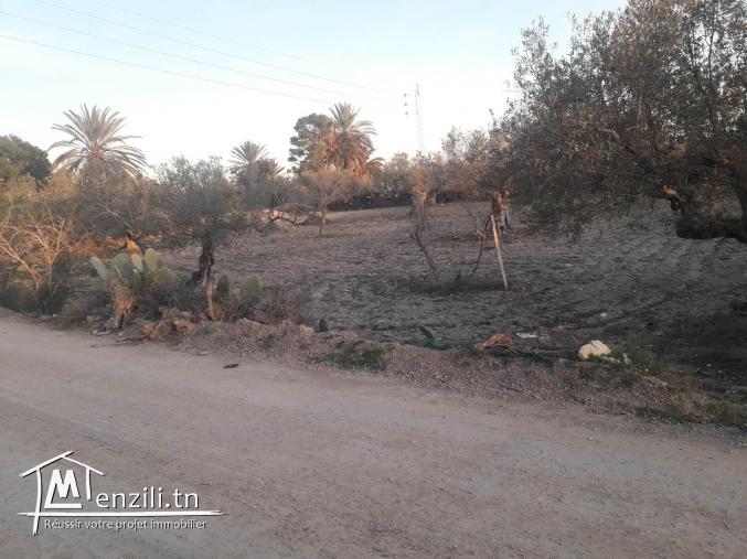 ارض فلاحية مخصصة لمشروع