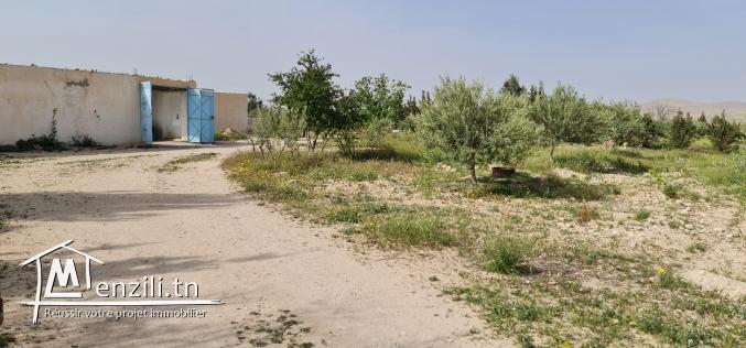 سانية بتالة ferme