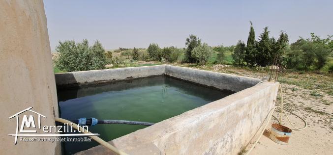 سانية بتالة ferme