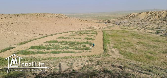 سانية بتالة ferme