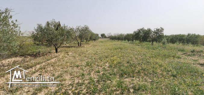 سانية بتالة ferme