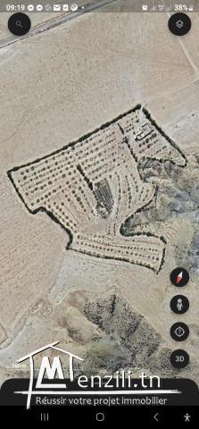 سانية بتالة ferme