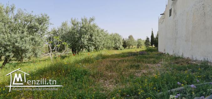 سانية بتالة ferme