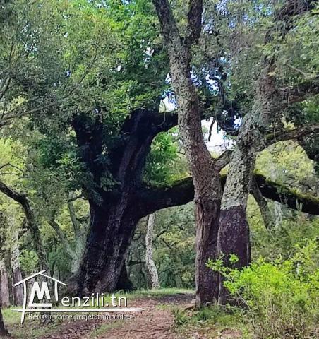 Lot de terrain constructible à Beni Mtir