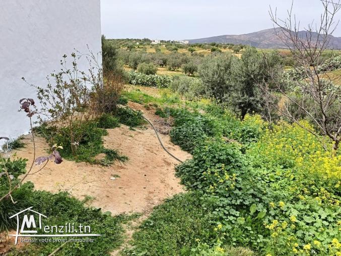 دار و معاها سانية للبيع في الحمامات الجنوبية 51355351