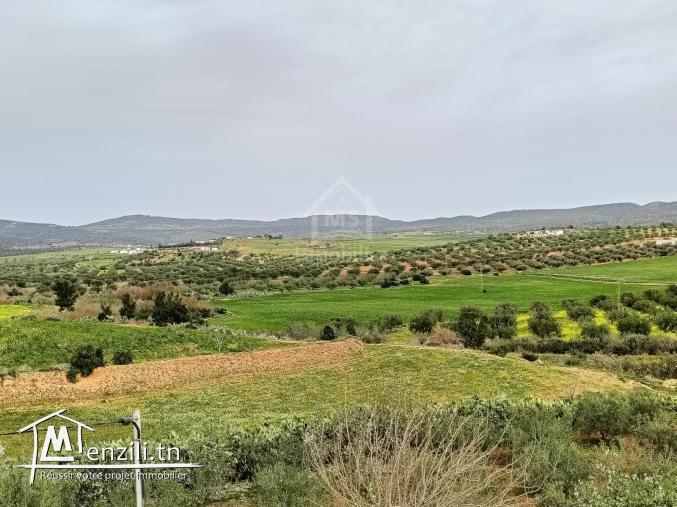 دار و معاها سانية للبيع في الحمامات الجنوبية 51355351