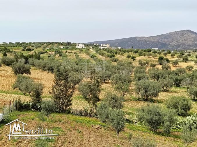 دار و معاها سانية للبيع في الحمامات الجنوبية 51355351