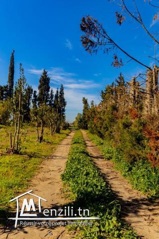 7 hectar à bou argoub el kharrouba nabeul