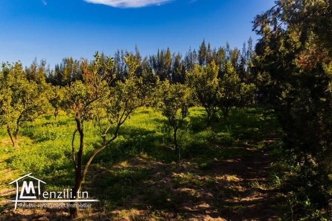 7 hectar à bou argoub el kharrouba nabeul