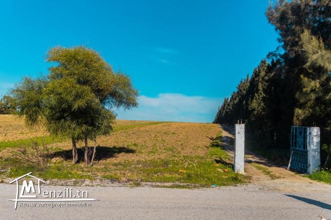 7 hectar à bou argoub el kharrouba nabeul