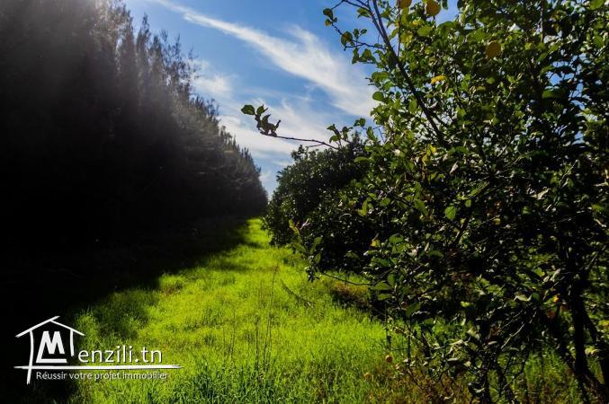 7 hectar à bou argoub el kharrouba nabeul