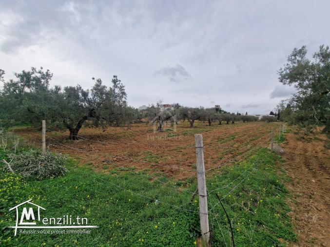Terrain de 2740 m² à vendre à Hammamet Sud 51355351