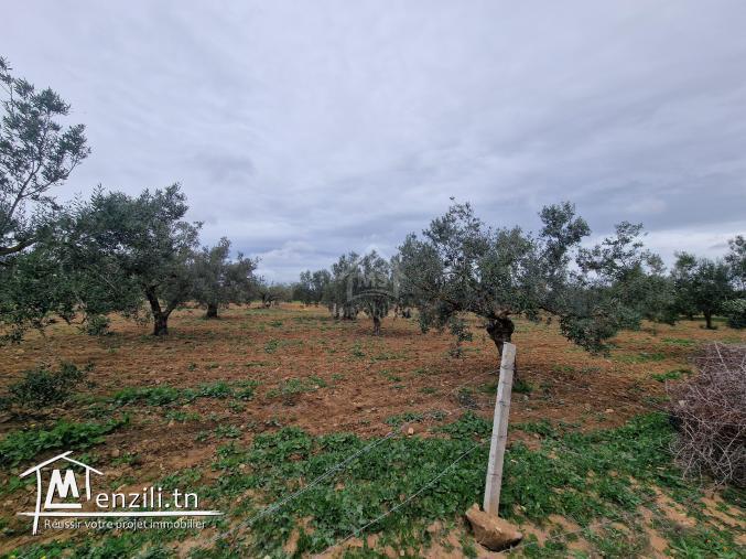 Terrain de 2740 m² à vendre à Hammamet Sud 51355351
